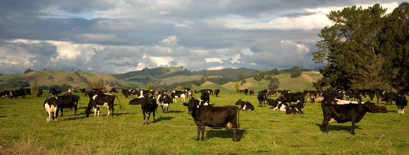 ActionAlert! USDA: Stop “Organic” Factories from Milking Conventional Dairy Cows