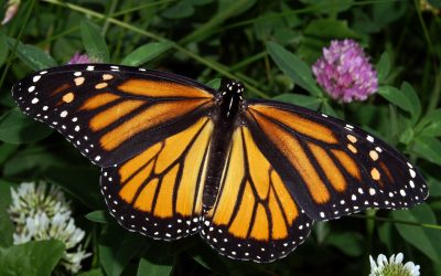 When We Protect Organic Farmers We Protect Our Monarch Friends