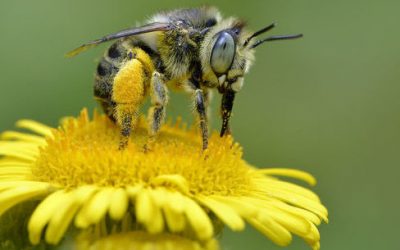 European Union Bans Neonicotinoid Insecticide, Citing Health and Environmental Concerns