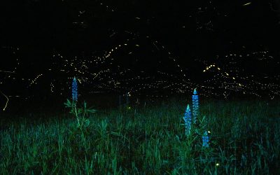 Experts Identify Fireflies as the Latest Victim of the Ongoing Insect Apocalypse