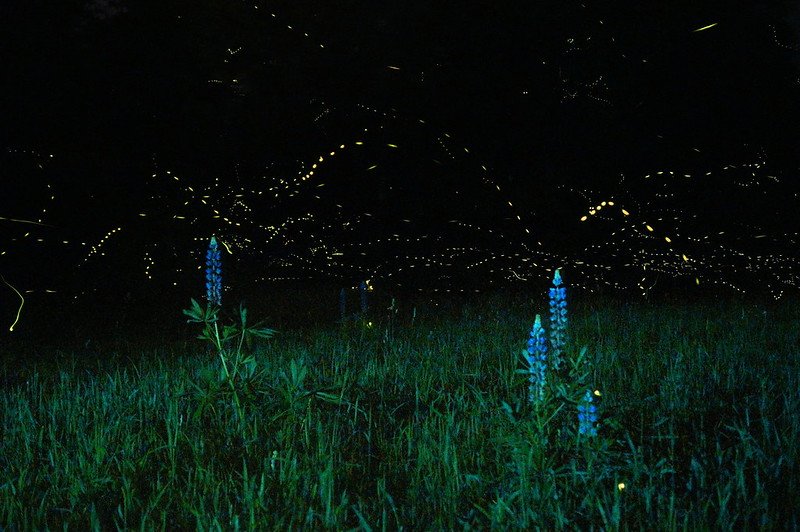 Experts Identify Fireflies as the Latest Victim of the Ongoing Insect Apocalypse