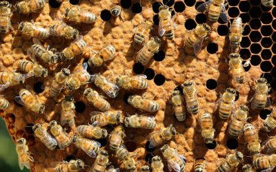 Baby Bees’ Brain Growth Adversely Affected by Neonicotinoid Insecticides