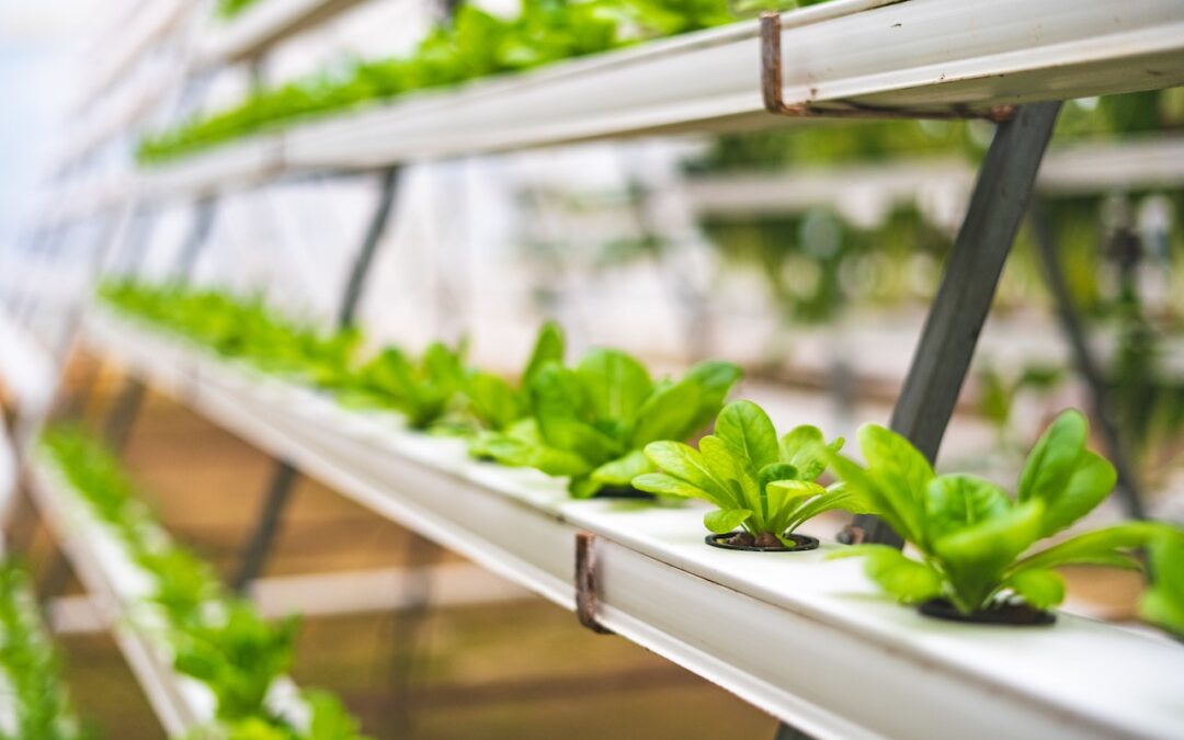 Close-up Photo of Lettuce using Hydroponics Farming