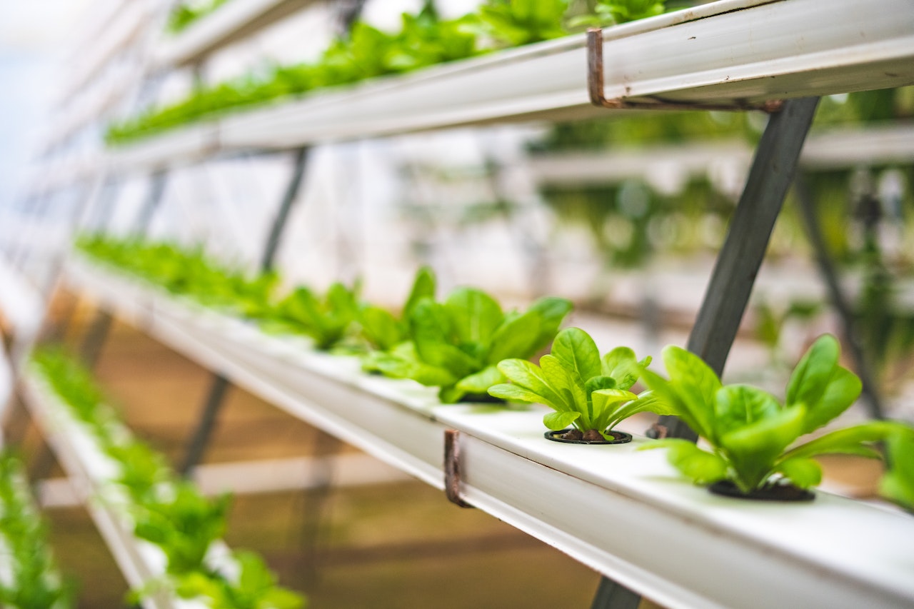 Organic food producers, certifiers sue USDA over hydroponics