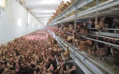 ActionAlert: Tell USDA to Crack Down on ”Organic” Livestock Factories