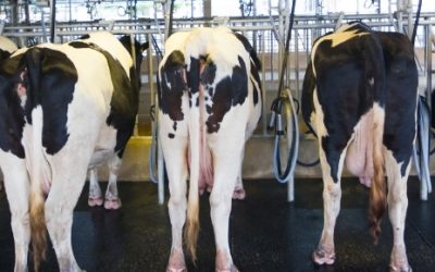 Antibiotics in Your Milk/Dairy Products? Don’t Panic – Go Organic!