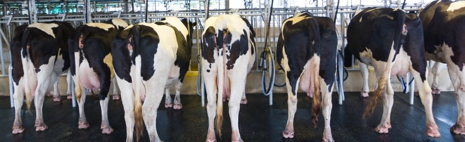Antibiotics in Your Milk/Dairy Products? Don’t Panic – Go Organic!