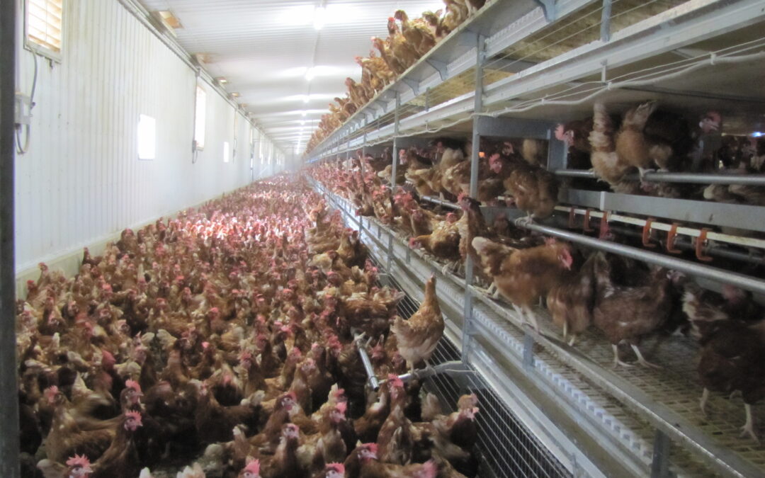 NO! USDA Legalizing “Organic” Livestock Factories