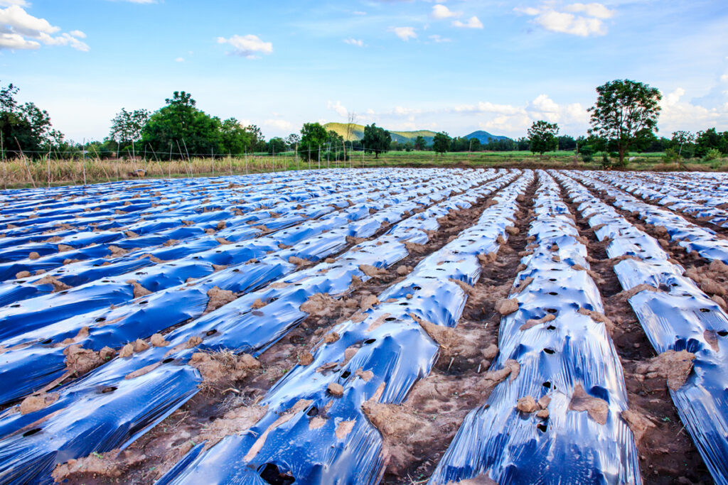 Mulch covering a field of crops