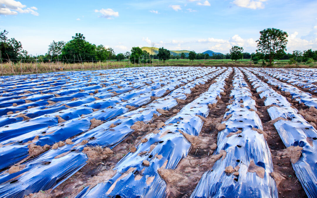 Mulch covering a field of crops