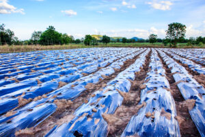 Mulch covering a field of crops