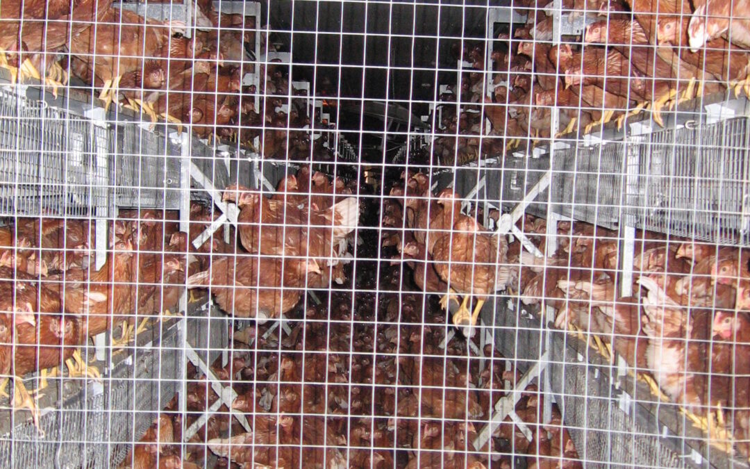 Young pullets in a certified organic operation — confined without outdoor access or windows. Currently illegal (although condoned by the USDA) but made legal under the new regulations.