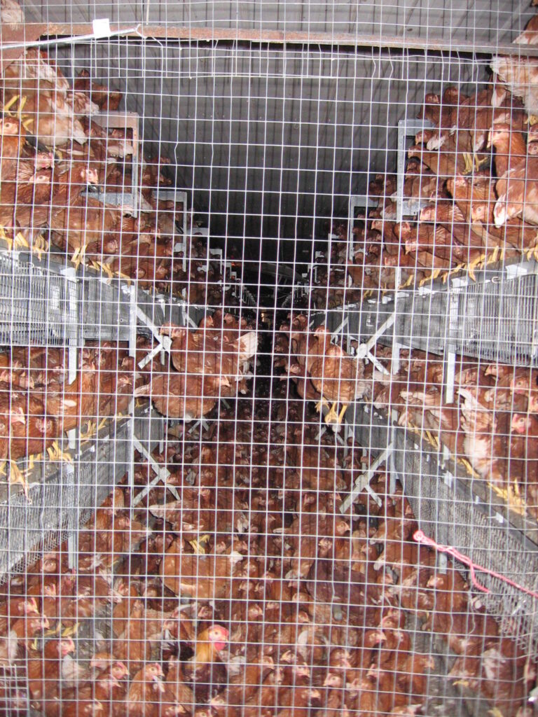 Young pullets in a certified organic operation — confined without outdoor access or windows. Currently illegal (although condoned by the USDA) but made legal under the new regulations.