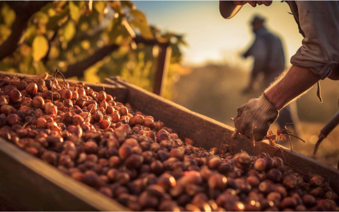 Oregon Hazelnut Farmer Files Appeal Fighting USDA Agency Allowing Imports from Uncertified, Uninspected ‘Organic’ Farms