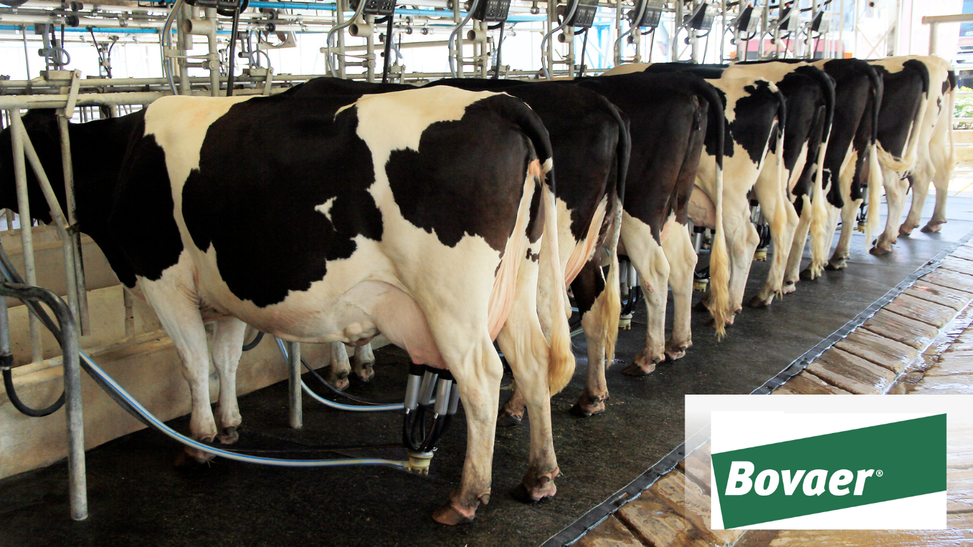 Bovaer Feed Additive: Organic or Not Organic?